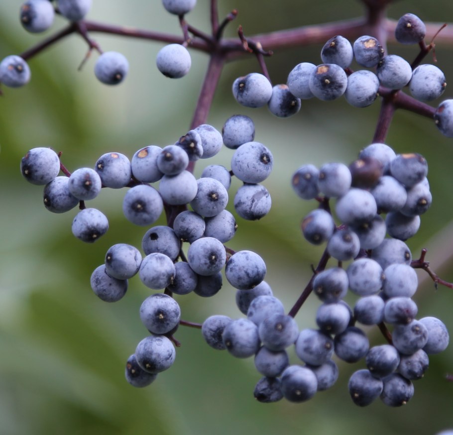 Sambucus elderberry