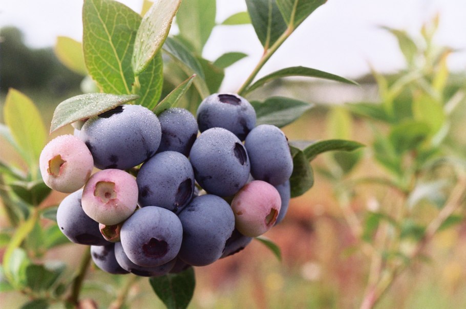 Голубика спартан