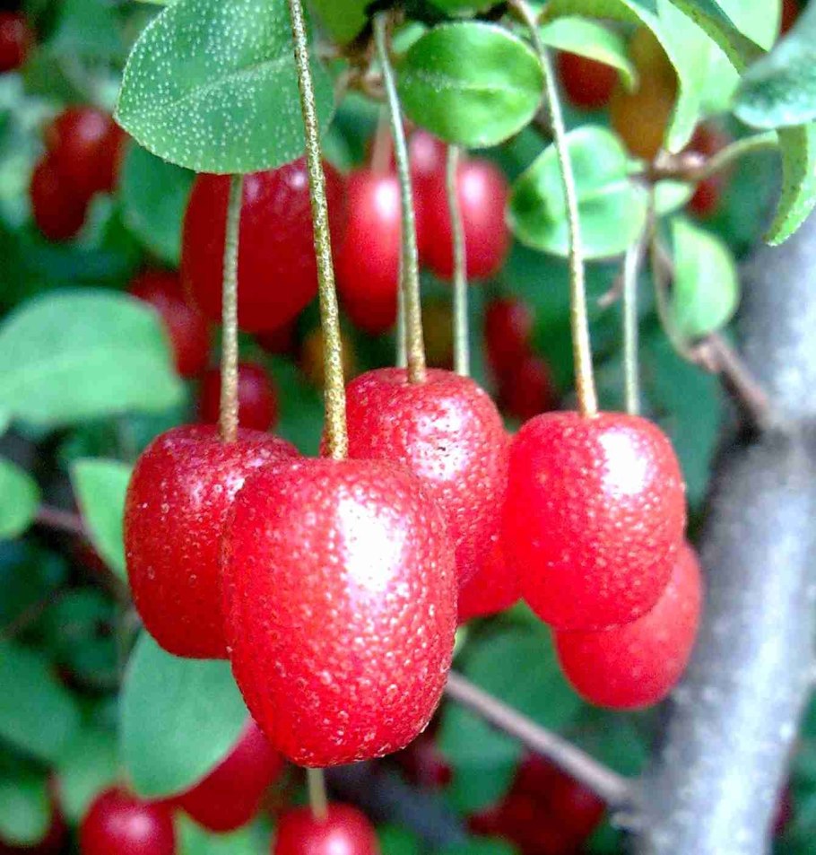 Растение гуми лох многоцветковый