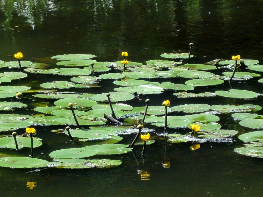 Кубышка Прудовая