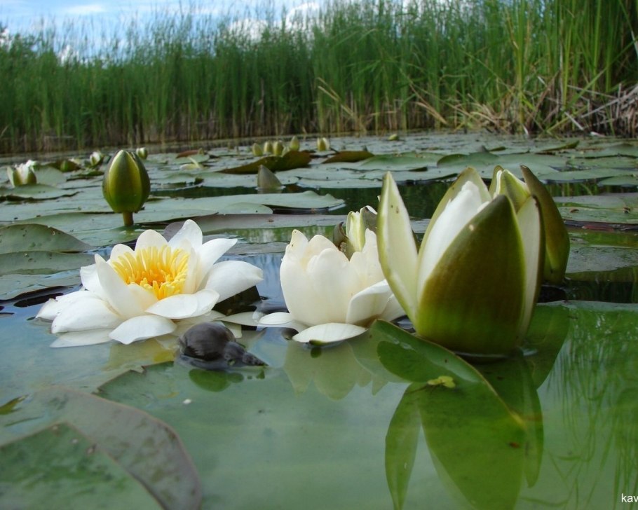 Кувшинка белая Речная