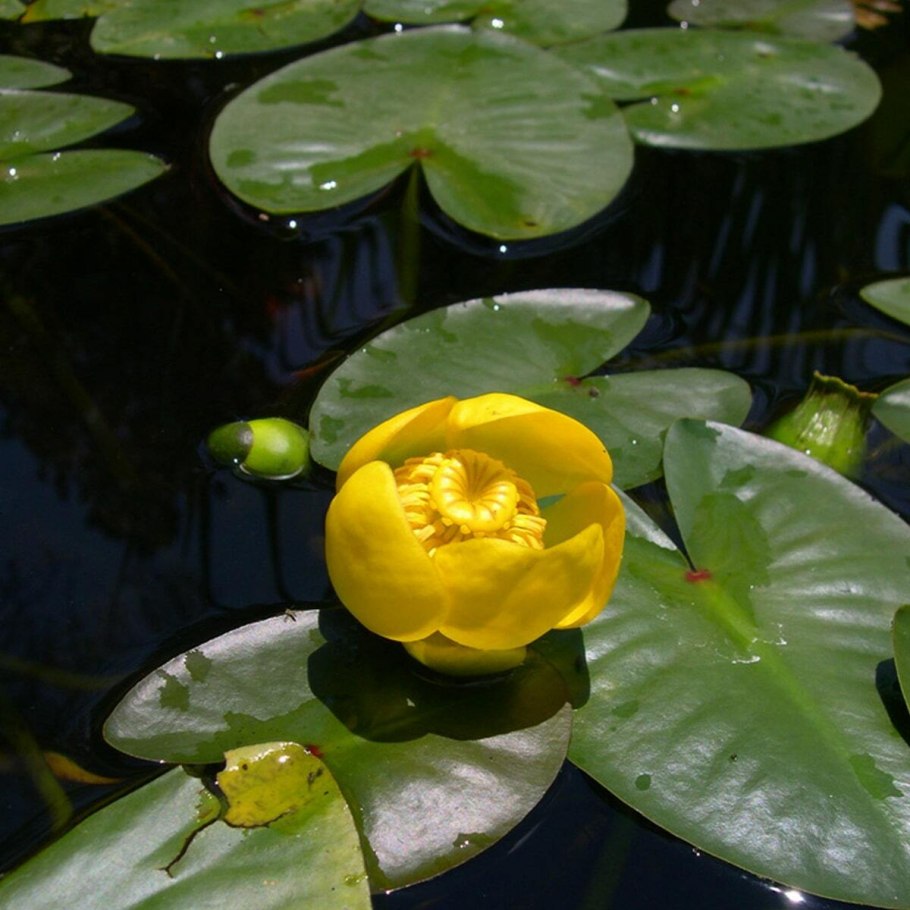 Кубышка желтая (Nuphar lutea)