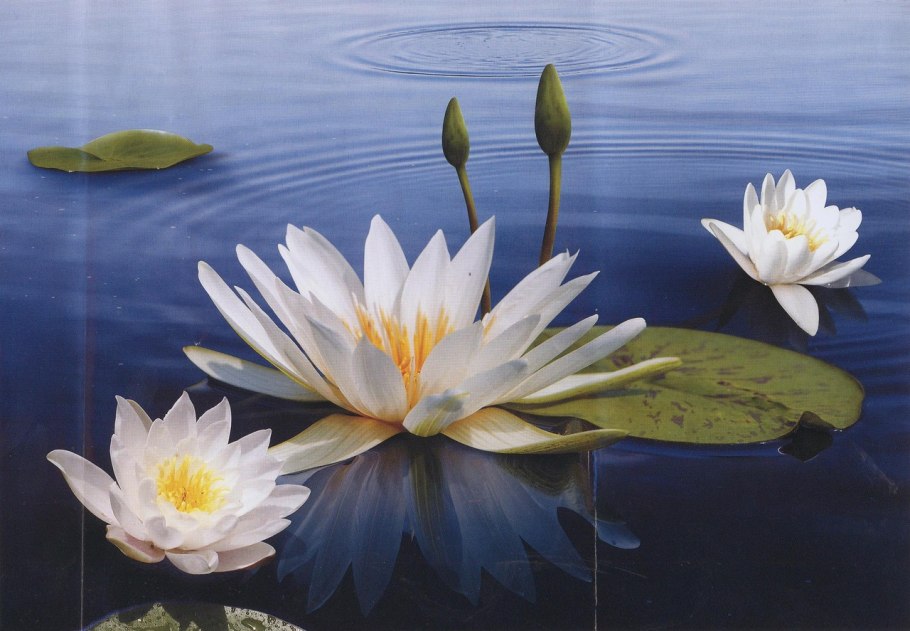 Кубышка желтая (Nuphar lutea)