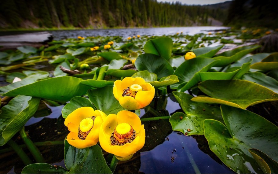 Кувшинка белая водяная Лилия