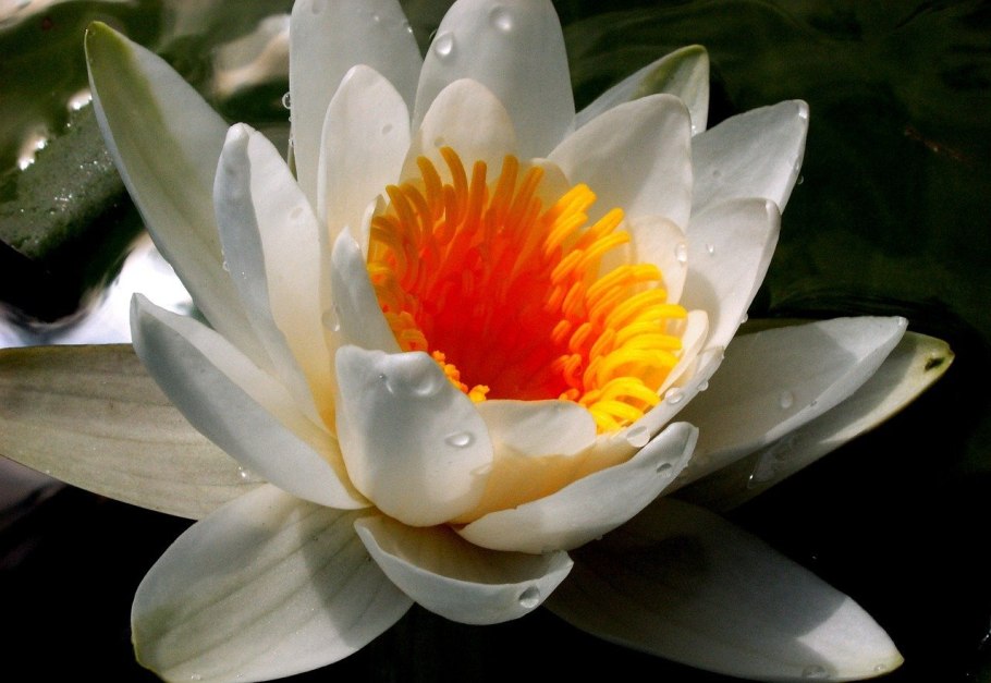 Озеро с кувшинками для детей