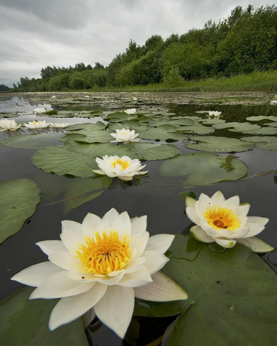 Грин Хелл водяная Лилия