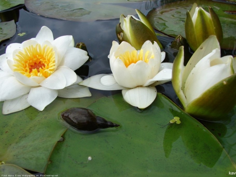 Водяная кувшинка желтая