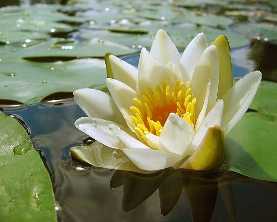 Кувшинка Озерная