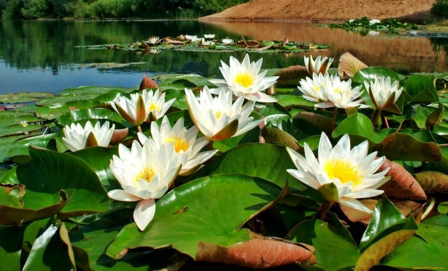 Кувшинка желтая кубышка