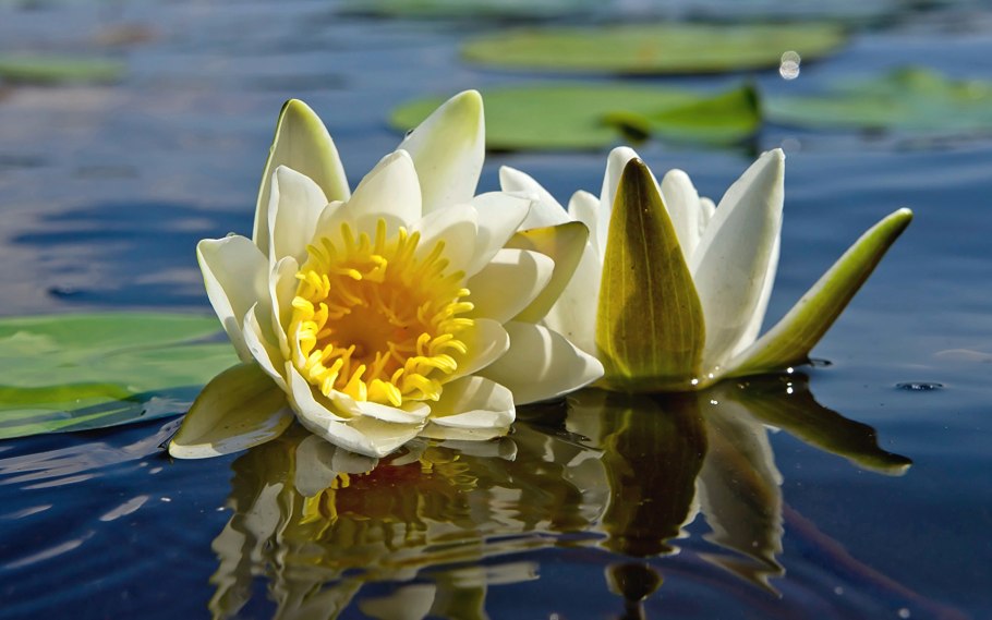 Сибирь нимфеи кувшинки