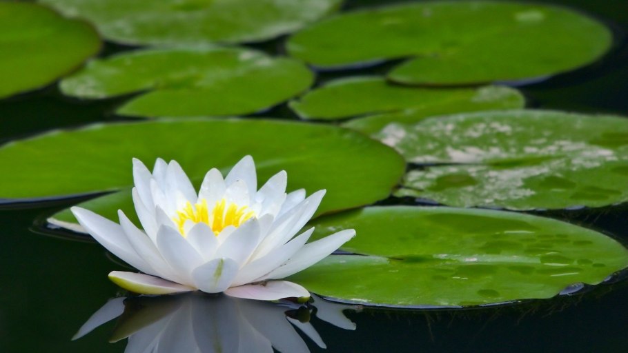 Орлинское озеро кувшинки