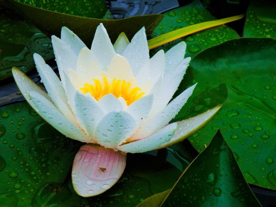 Кувшинка желтая кубышка