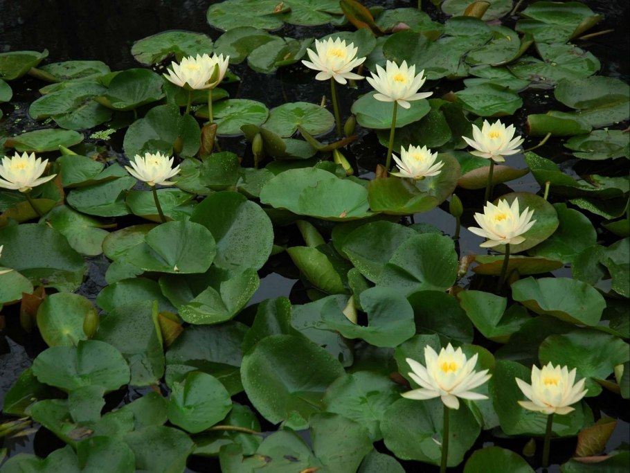 Кувшинка Озерная