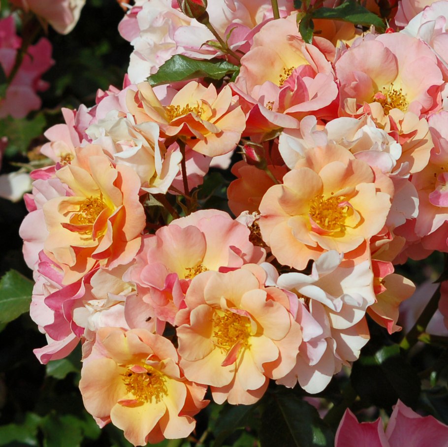 Jazz роза почвопокровная