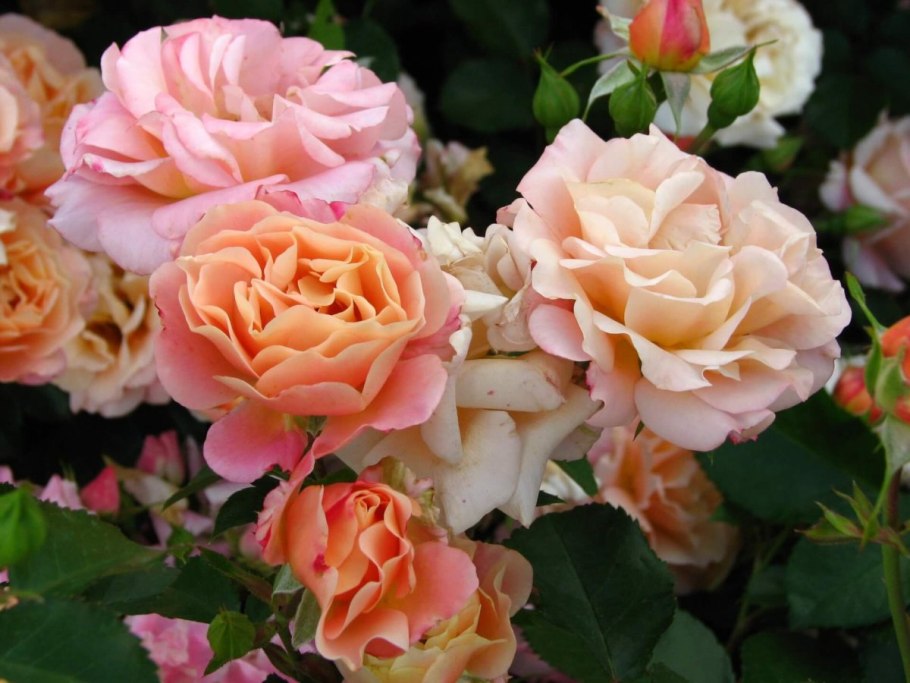 Роза джаз почвопокровная, Тантау