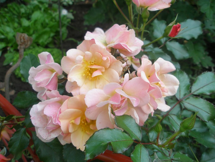 Роза джаз почвопокровная, Тантау