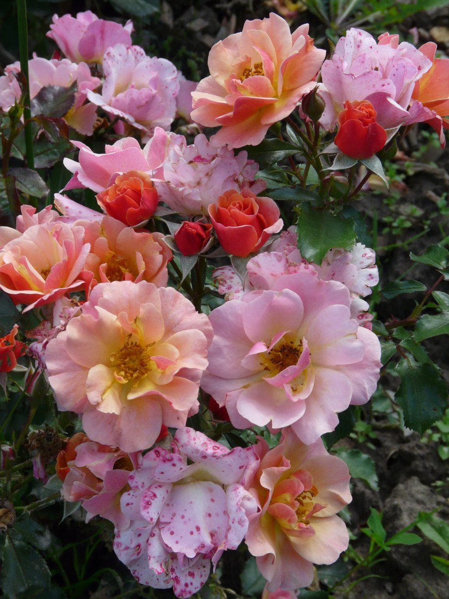 Роза джаз Тантау