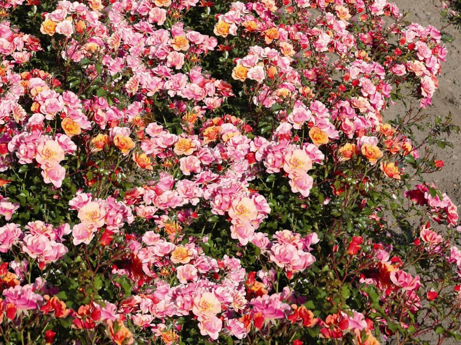 Роза Зет джаз