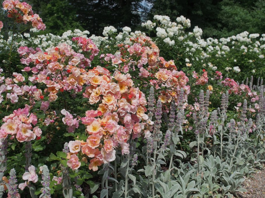 Роза флорибунда Jazzz