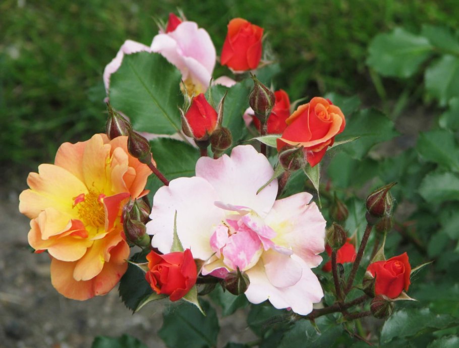 Роза Нахеглут плетистая