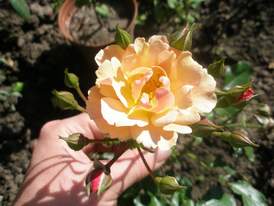 Роза джаз почвопокровная, Тантау