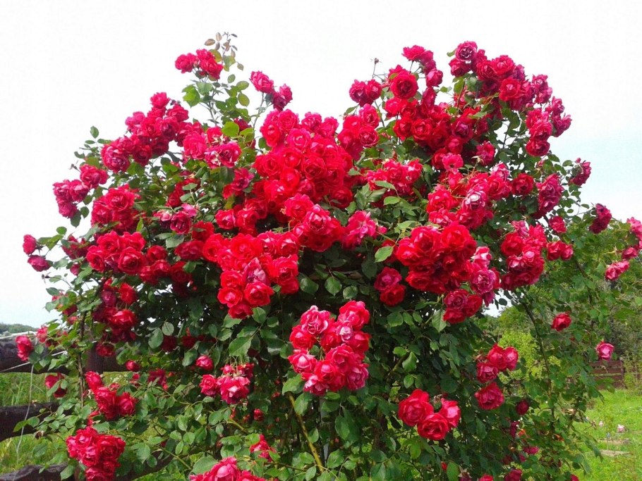 Роза джаз плетистая