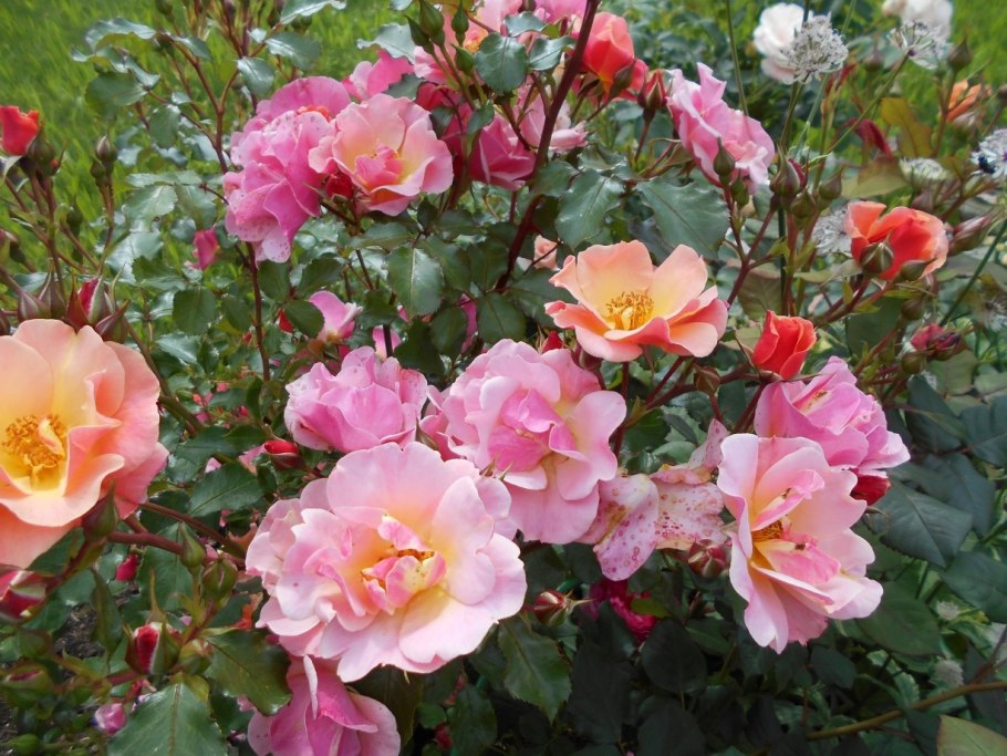 Роза джаз почвопокровная, Тантау