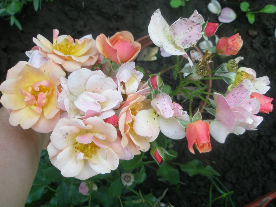 Роза флорибунда джаз