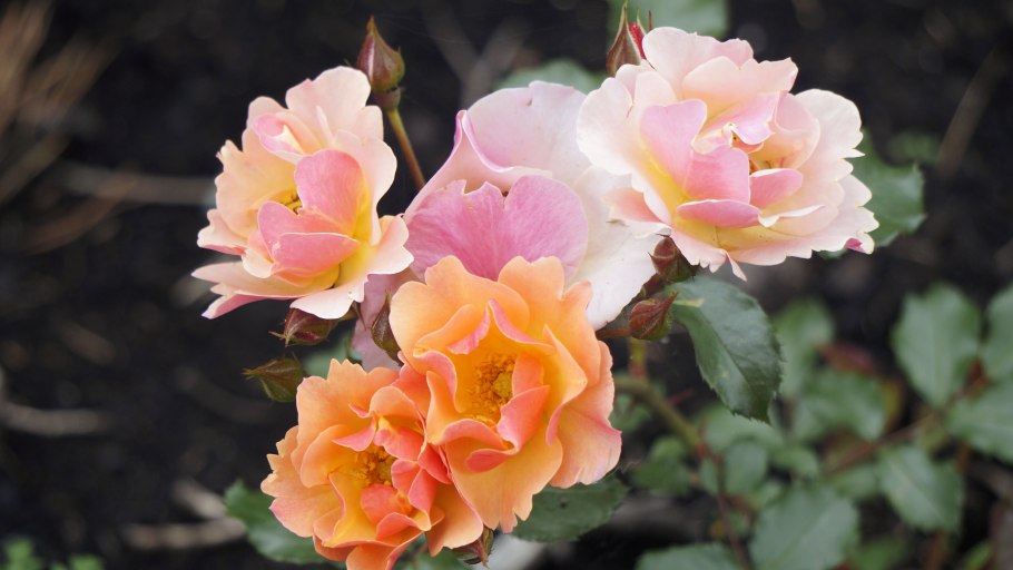 Роза Аллегро