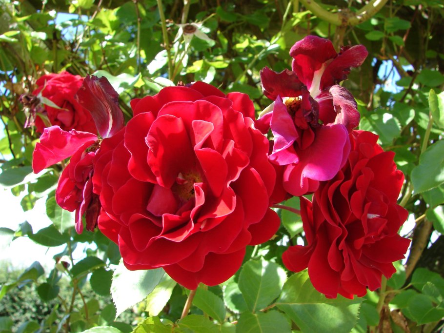 Jazz роза почвопокровная