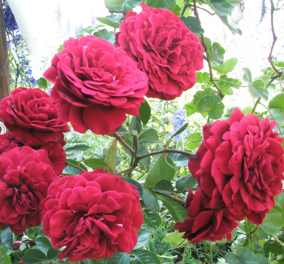 Роза нахеглут плетистая