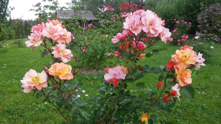 Роза джаз плетистая