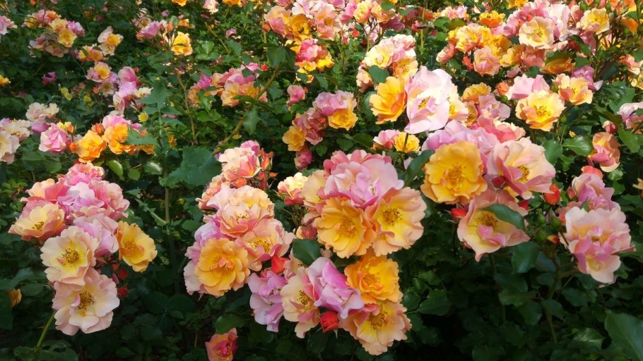 Роза джаз почвопокровная, Тантау