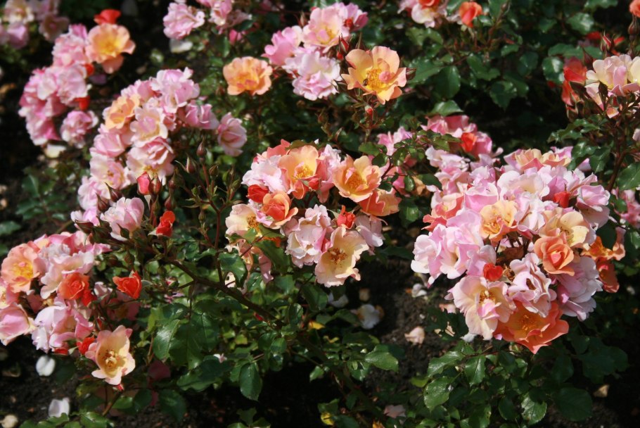 Роза джаз почвопокровная, Тантау