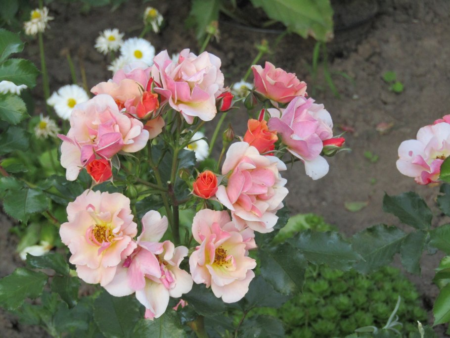 Jazz роза Тантау