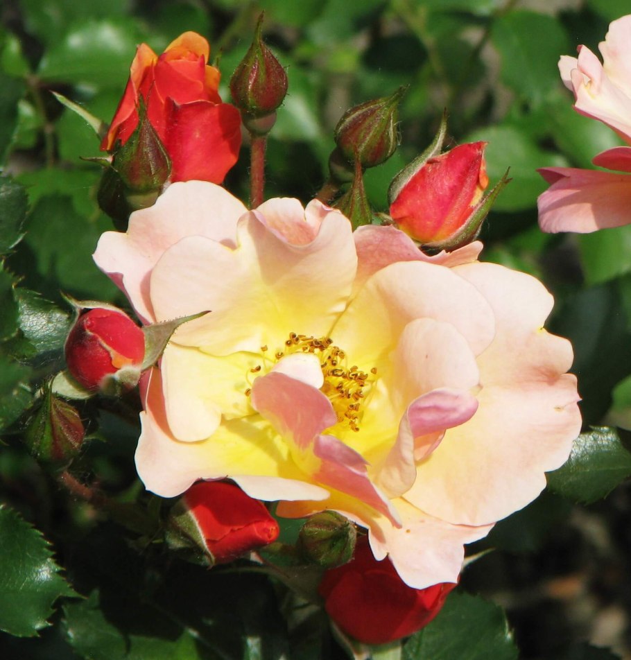 Роза джаз Тантау