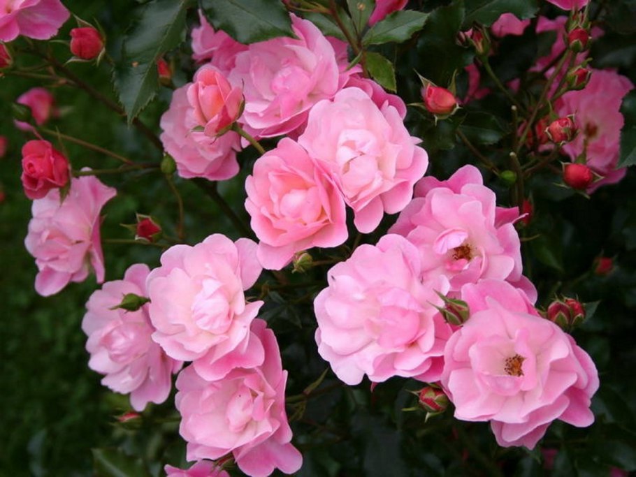 Роза Хайди Гримм