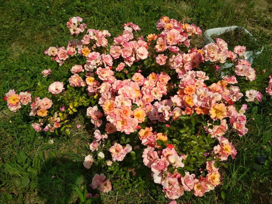 Роза джаз почвопокровная, Тантау