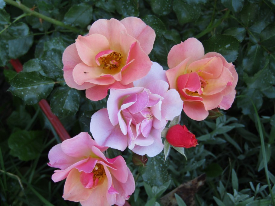 Роза почвопокровная Бесси