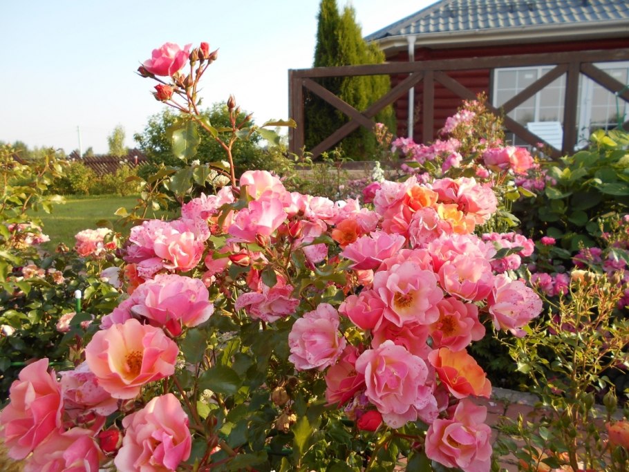 Роза джаз Тантау