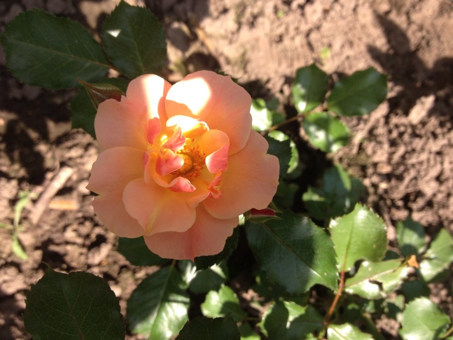 Jazz роза почвопокровная