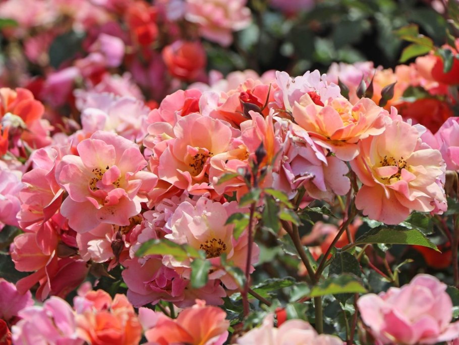 Роза джаз почвопокровная