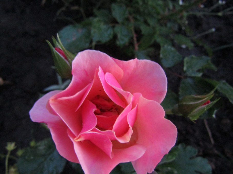 Роза почвопокровная Bessy