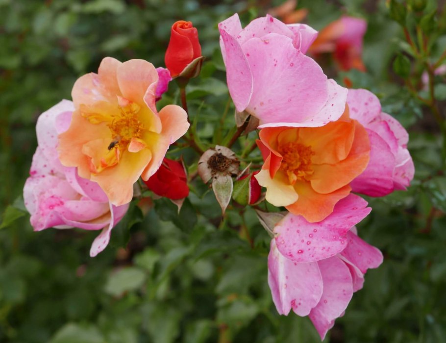 Роза Нахеглут плетистая