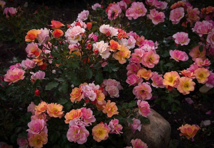 Jazz роза почвопокровная