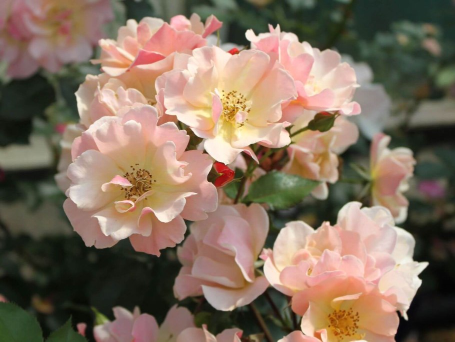 Роза Jazz Festival