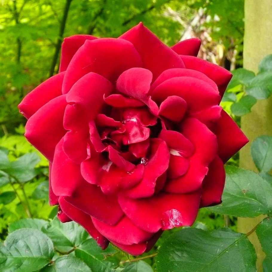 Роза джаз плетистая