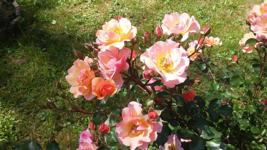 Jazz роза почвопокровная