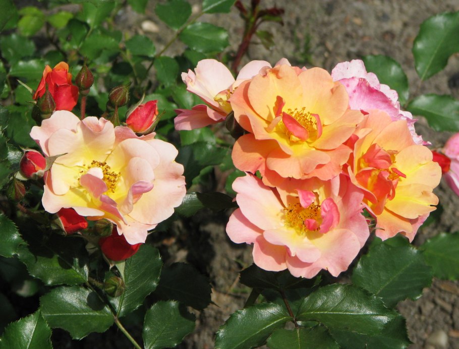 Роза Поулсона роза джаз