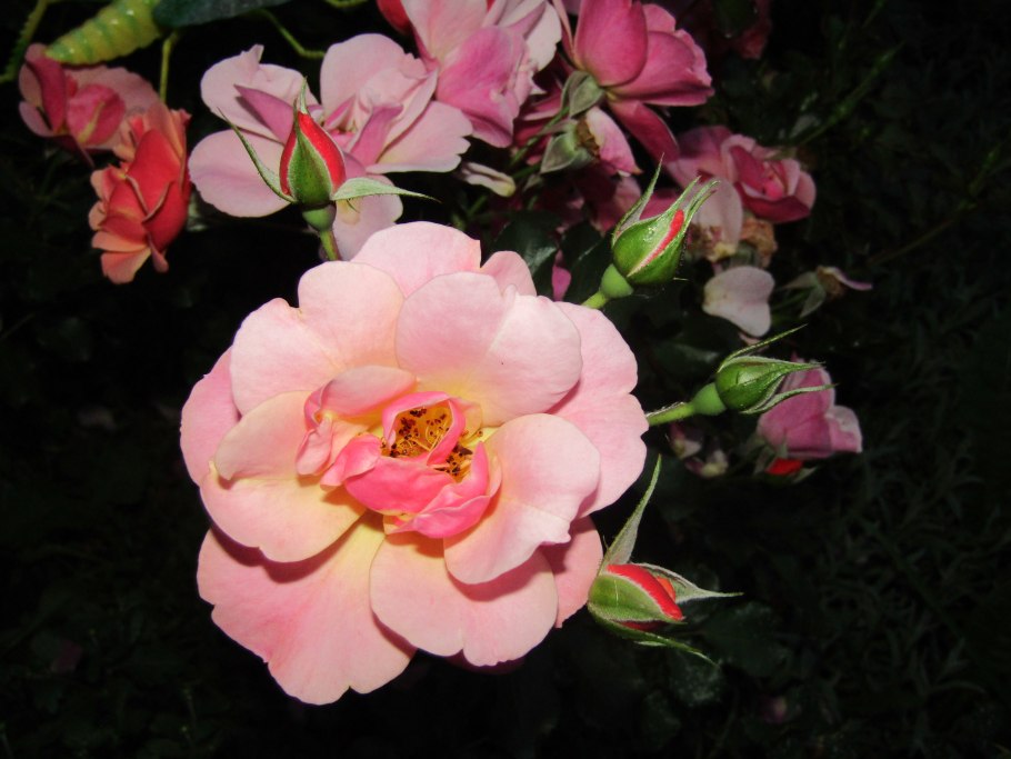 Jazz роза Тантау